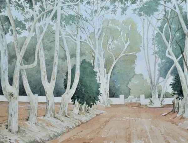 Bluegum trees, Durbanville